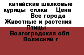 китайские шелковые курицы (силки) › Цена ­ 2 500 - Все города Животные и растения » Птицы   . Волгоградская обл.,Волжский г.